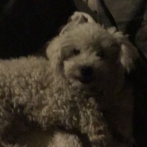 Meet your Posher, Dusty